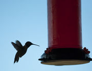 Suspended Silhouette. Photo by Dave Bell.