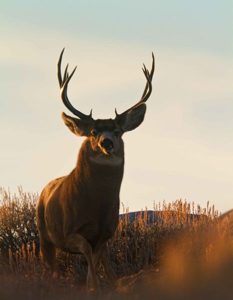 Curious Buck. Photo by Dave Bell.