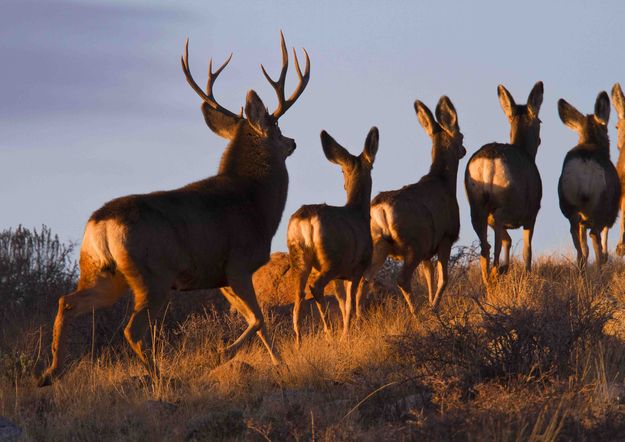 OnThe Move. Photo by Dave Bell.