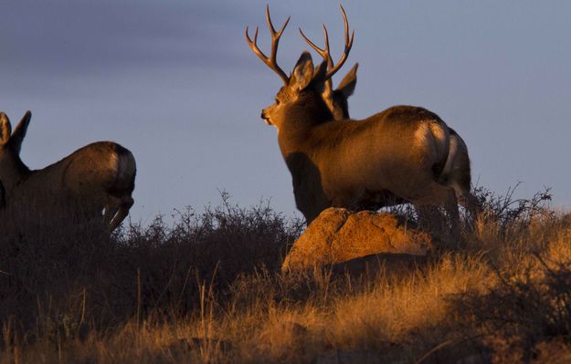 Last Light. Photo by Dave Bell.