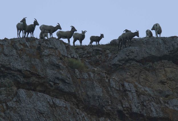 Meeting Of Young Rams. Photo by Dave Bell.