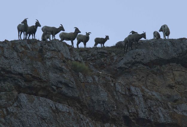 Meeting Of Young Rams. Photo by Dave Bell.