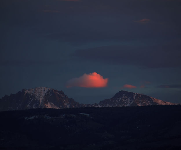 Pink Cottonball. Photo by Dave Bell.