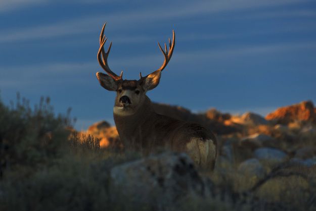 Antler Light. Photo by Dave Bell.