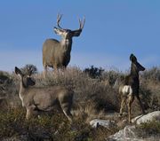 Call To Arms. Photo by Dave Bell.