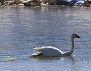 Icy And Slushy Dilemma. Photo by Dave Bell.