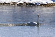 Need An Icebreaker. Photo by Dave Bell.