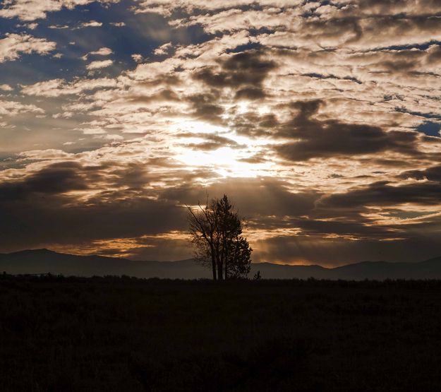 Heavenly Tree. Photo by Dave Bell.