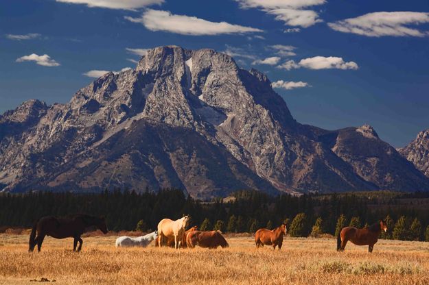 A Horse Of A Different Color. Photo by Dave Bell.