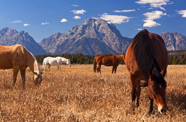 Moran Horses. Photo by Dave Bell.