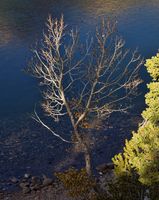 Cottonwood Silhouette. Photo by Dave Bell.