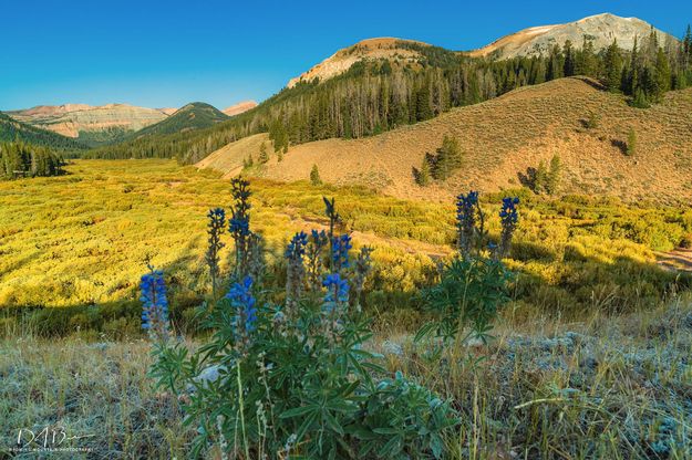 Last Of The Lupine. Photo by Dave Bell.