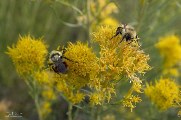 Bee Happy. Photo by Dave Bell.