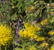 Hummer Working Hard. Photo by Dave Bell.