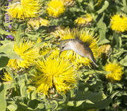 Hummingbird. Photo by Dave Bell.