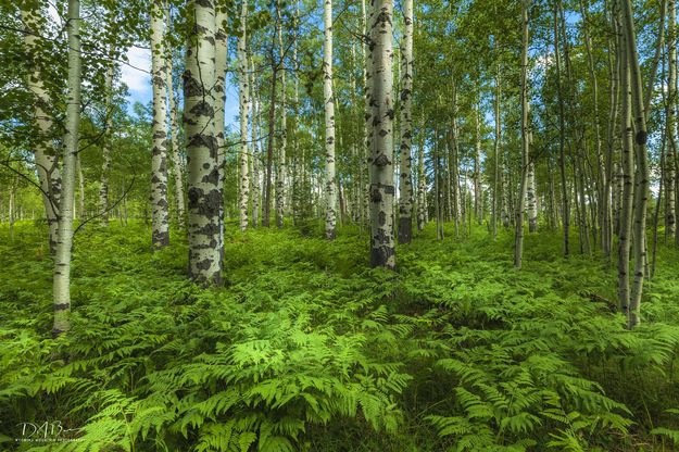 Aspen. Photo by Dave Bell.