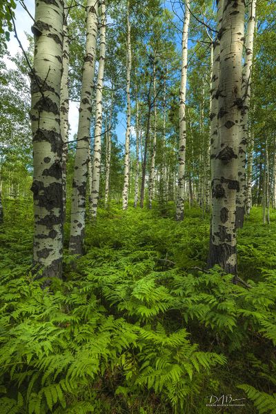 Beautiful Aspen Forest. Photo by Dave Bell.