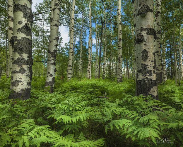 Primal Forest. Photo by Dave Bell.