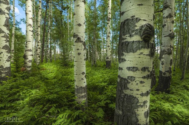 Beautiful Aspens. Photo by Dave Bell.