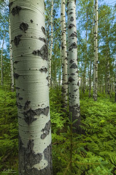 Aspen. Photo by Dave Bell.