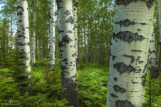 Aspen. Photo by Dave Bell.