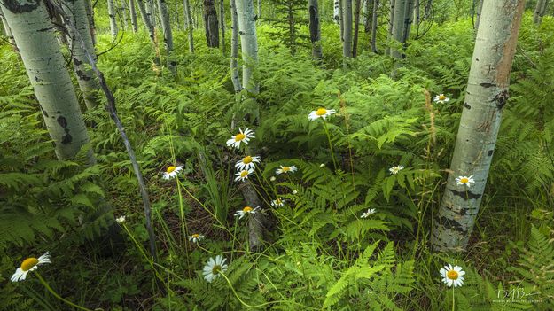 Beautiful Ferns And Flowers. Photo by Dave Bell.