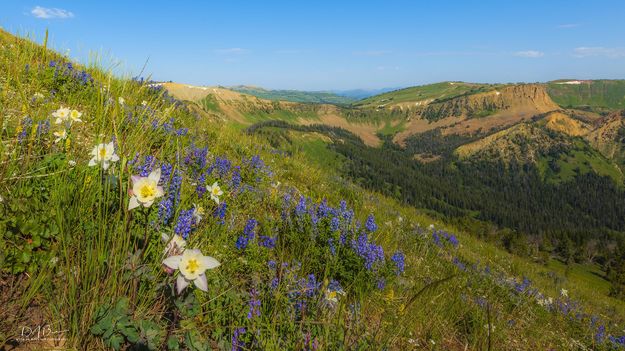 Columbine With A View. Photo by Dave Bell.