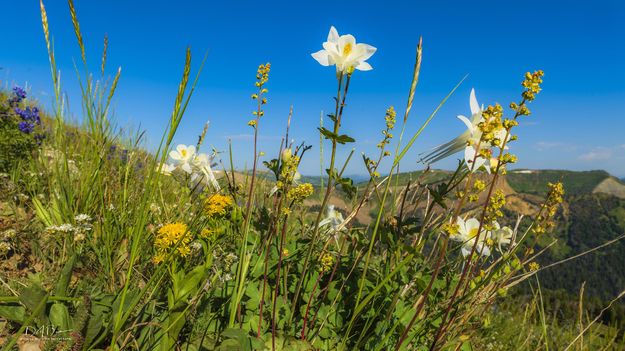 Columbine. Photo by Dave Bell.