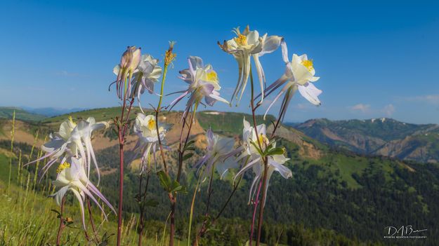 Reaching For The Sky. Photo by Dave Bell.