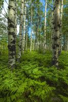 Beautiful Aspen Forest. Photo by Dave Bell.