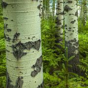 Trunks. Photo by Dave Bell.