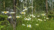 Beautiful Daisies. Photo by Dave Bell.