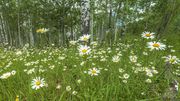 Fields Of Daisies. Photo by Dave Bell.