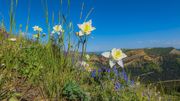 Ridgeline Columbine. Photo by Dave Bell.