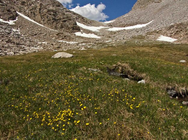High Mountain Flowers Below Photo Pass. Photo by Dave Bell.