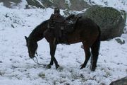 Snowy Horse  Photo by Josh Weiler. Photo by Dave Bell.