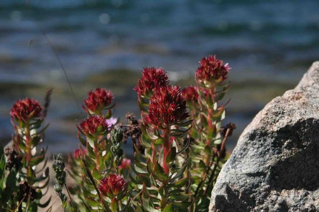 Flowers Growing Along Lake Edge. Photo by Dave Bell.