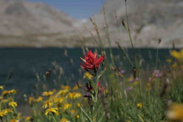 Paintbrush At Bewmark. Photo by Dave Bell.