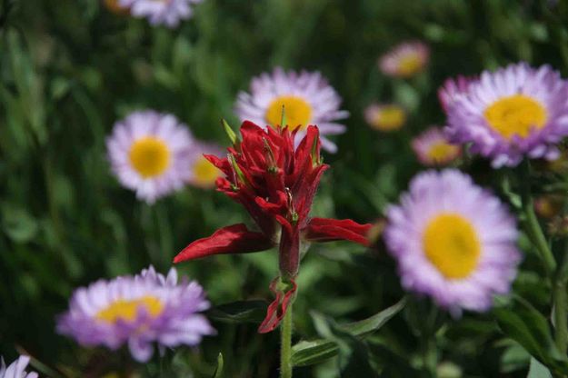 Paintbrush And Daisies At Bewmark. Photo by Dave Bell.