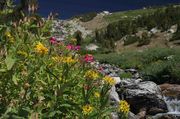 Then I Discovered The Flowers. Photo by Dave Bell.