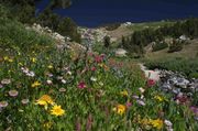 More Of The Flower Show. Photo by Dave Bell.