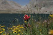 Paintbrush At Bewmark. Photo by Dave Bell.