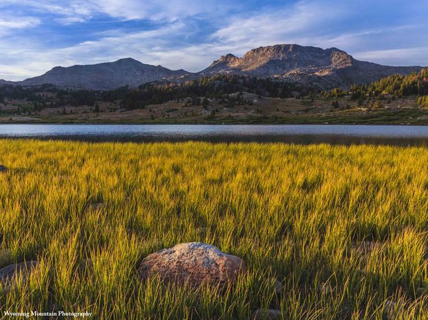 Beautiful Grasses. Photo by Dave Bell.