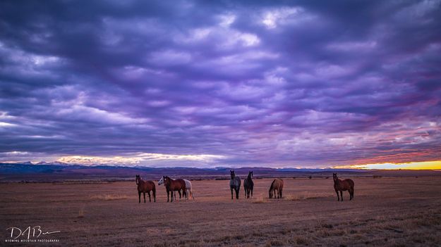 Horsing Around. Photo by Dave Bell.