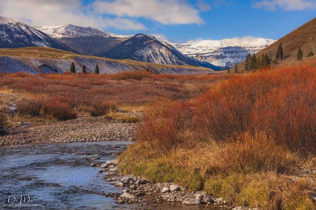 Cottonwood Willows. Photo by Dave Bell.