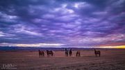 Horsing Around. Photo by Dave Bell.