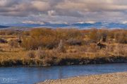 Sublette County Moose. Photo by Dave Bell.