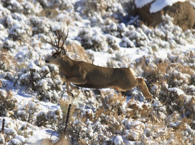 Air Muley. Photo by Dave Bell.
