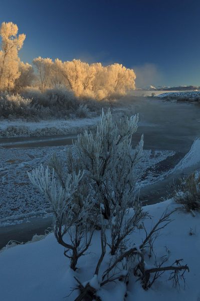 Well Lit Frosty Trees. Photo by Dave Bell.