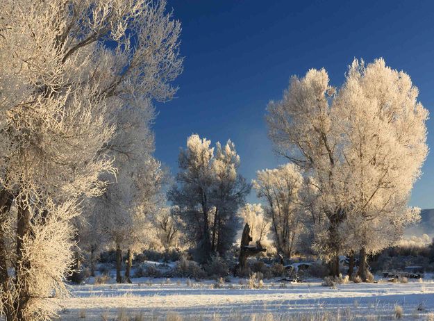 Frosty Woods. Photo by Dave Bell.